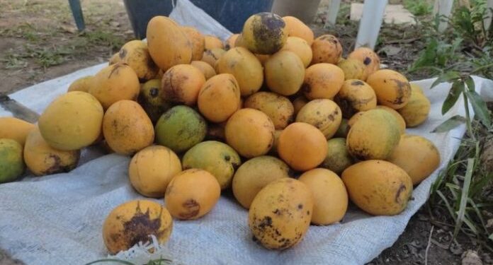 Mangos. Delta Amacuro. Foto Radio Fe y Alegría Noticias, Tane Tanae.