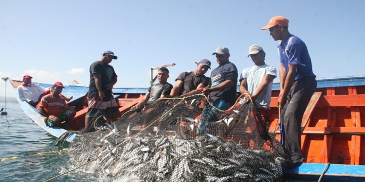 Pescadores, sardinas. Foto de archivo.