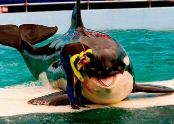 Lolita, la emblemática orca del Miami Seaquarium. Foto AP