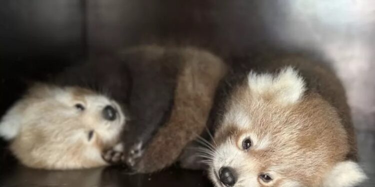 Los dos pandas rojos aún deben crecer unas semanas antes de salir.@biotopiadunkerque