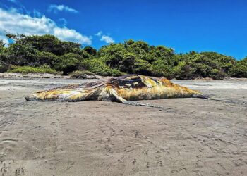 Handout picture released by El Salvador's Ministry of Environment and Natural Resources (MARN) on September 23, 2023, showing the decomposing carcass of a 15-metre whale (Megaptera novaeangliae) lying on El Salamar beach, in Jucuaran, in El Caballito Protected Natural Area, municipality of Usulutan, El Salvador. The cetacean's body will be buried in a deep pit in the sand so that the remains do not generate a source of contamination. (Photo by El Salvador's Ministry of Environment and Natural Resources (MARN) / AFP) / RESTRICTED TO EDITORIAL USE - MANDATORY CREDIT "AFP PHOTO / EL SALVADOR'S MINISTRY OF ENVIRONMENT AND NATURAL RESOURCES" - NO MARKETING NO ADVERTISING CAMPAIGNS - DISTRIBUTED AS A SERVICE TO CLIENTS