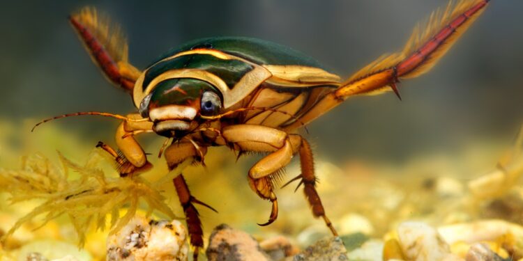 Escarabajos buceador. Foto de archivo.