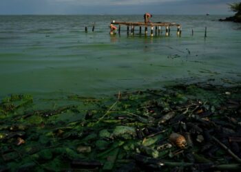 Una gruesa película verdosa cubre la basura y los plásticos que contaminan las aguas del lago de Maracaibo, mientras los pescadores preparan su cebo al fondo.
ARIANA CUBILLOS (AP)