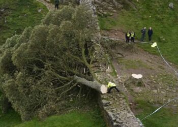 Las autoridades indicaron que el Sycamore Gap Tree, uno de los árboles más fotografiados del Reino Unido, fue "talado deliberadamente" en un acto de vandalismo (Owen Humphreys/PA via AP)