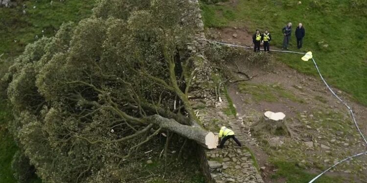 Las autoridades indicaron que el Sycamore Gap Tree, uno de los árboles más fotografiados del Reino Unido, fue "talado deliberadamente" en un acto de vandalismo (Owen Humphreys/PA via AP)