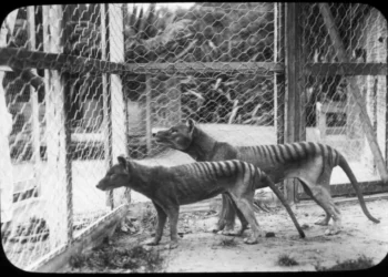 Tigres de Tasmania. Foto de archivo.