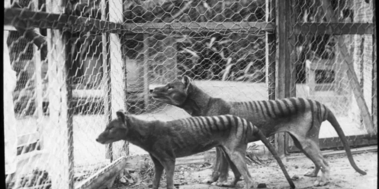 Tigres de Tasmania. Foto de archivo.
