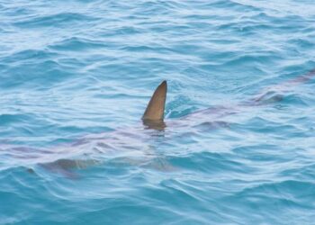 Tiburón. Bahamas.
