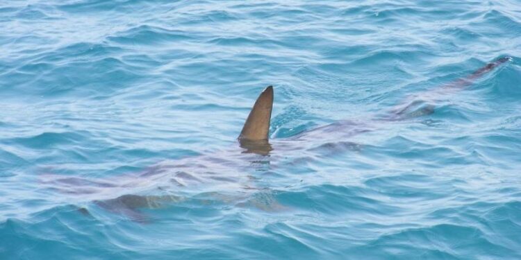 Tiburón. Bahamas.