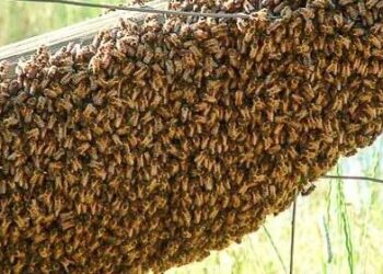 Un enjambre de abejas africanas. Foto de archivo.