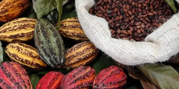 Cacao. Foto de archivo.