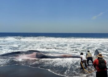 This handout picture released by the Guatemalan Protected Areas National Council (CONAP) shows a 13-meter-long bryde's whale (Balaenoptera edeni brydei) that appeared on a beach in Hawaii village, Chiquimulilla, Guatemala on March 15, 2024.  (Photo by Handout / CONAP / AFP) / RESTRICTED TO EDITORIAL USE - MANDATORY CREDIT "AFP PHOTO / CONAP " - NO MARKETING NO ADVERTISING CAMPAIGNS - DISTRIBUTED AS A SERVICE TO CLIENTS