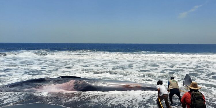 This handout picture released by the Guatemalan Protected Areas National Council (CONAP) shows a 13-meter-long bryde's whale (Balaenoptera edeni brydei) that appeared on a beach in Hawaii village, Chiquimulilla, Guatemala on March 15, 2024.  (Photo by Handout / CONAP / AFP) / RESTRICTED TO EDITORIAL USE - MANDATORY CREDIT "AFP PHOTO / CONAP " - NO MARKETING NO ADVERTISING CAMPAIGNS - DISTRIBUTED AS A SERVICE TO CLIENTS
