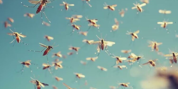 Los CDC explican que la Wolbachia es una bacteria común en insectos y puede introducirse en mosquitos Aedes aegypti para controlar su población (Imagen Ilustrativa Infobae)
