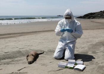 Comprobación de una nutria muerta por infección de gripe aviar el año pasado en la playa de Chepeconde en Perú. Foto Sebastian CastanedaReuters Imagen