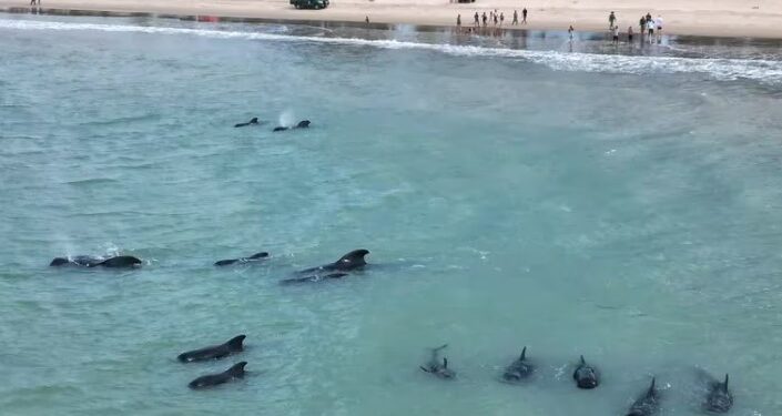 Al menos 20 ballenas pilotos quedaron varadas en una playa del noreste de Brasil (EFE Ney Douglas).