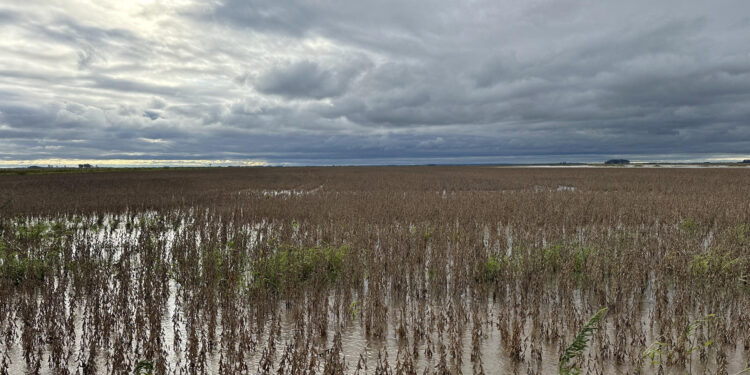 AME5039. TREINTA Y TRES (URUGUAY), 09/05/2024.- Fotografía cedida que muestra una inundación en un campo de soja, en la provincia de Treinta y Tres (Uruguay). Las inundaciones que afectan a Uruguay dejan hasta el momento a más de 2.000 personas desplazadas de sus hogares y plantaciones comprometidas.Según el último reporte presentado por el Sistema Nacional de Emergencias, 2.184 personas han tenido que desplazarse en diez departamentos (provincias) del país sudamericano. De estás, 534 fueron evacuadas y 1.650 son autoevacuadas. EFE/ Stringer / SOLO USO EDITORIAL/ SOLO DISPONIBLE PARA ILUSTRAR LA NOTICIA QUE ACOMPAÑA (CRÉDITO OBLIGATORIO)