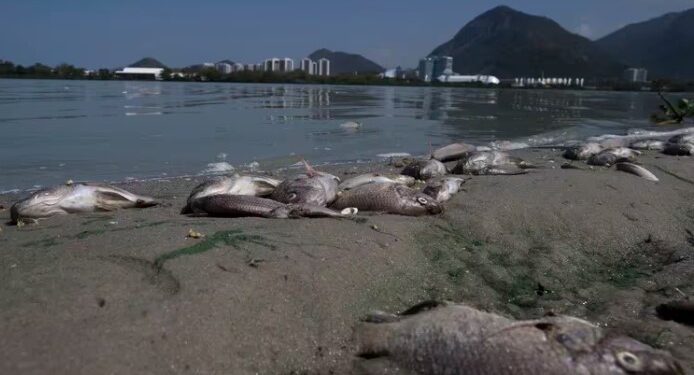 ARCHIVO - Cadáveres de peces en la costa de la laguna de Jacarepaguá, frente al Parque Olímpico en Río de Janeiro, Brasil, el 29 de agosto de 2015. (AP Foto/Silvia Izquierdo, Archivo)