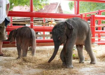 Dos elefantes gemelos nacen en el Ayutthaya Elephant Palace and Royal Kraal, en Tailandia (EFE/ Royal Kraal)