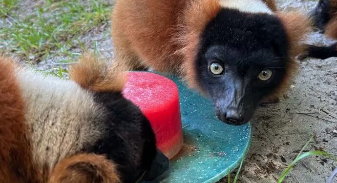 La alta humedad en el sur de Florida obliga al zoológico a ser creativo en sus técnicas (Instagram/@palmbeachzoo)