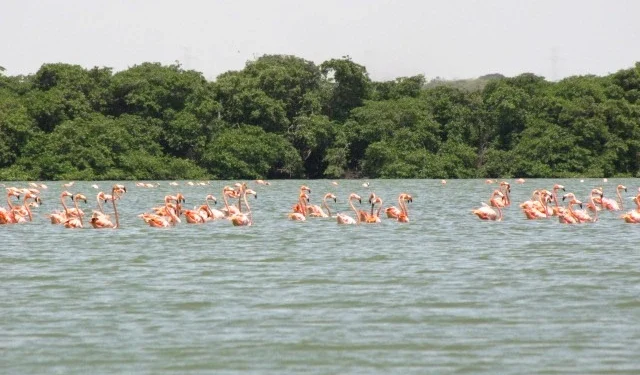 Laguna Las Peonías.