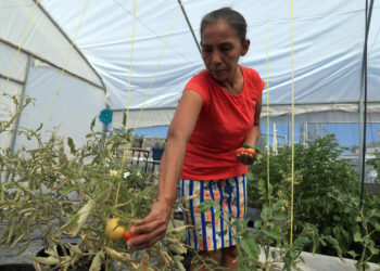 MEX069. CIUDAD JUÁREZ (MÉXICO), 27/09/2024.- La guatemalteca Gloria Gómez cultiva hortalizas en un vivero del albergue 'El Buen Samaritano', este jueves en Ciudad Juárez (México). Migrantes varados en la frontera norte de México, en CIudad Juárez, cultivan sus propios alimentos ante la precariedad económica y como una terapia ocupacional mientras esperan la oportunidad de cruzar a Estados Unidos. EFE / Luis Torres