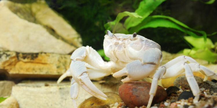 River crab Potamon sp. close-up in natural environment