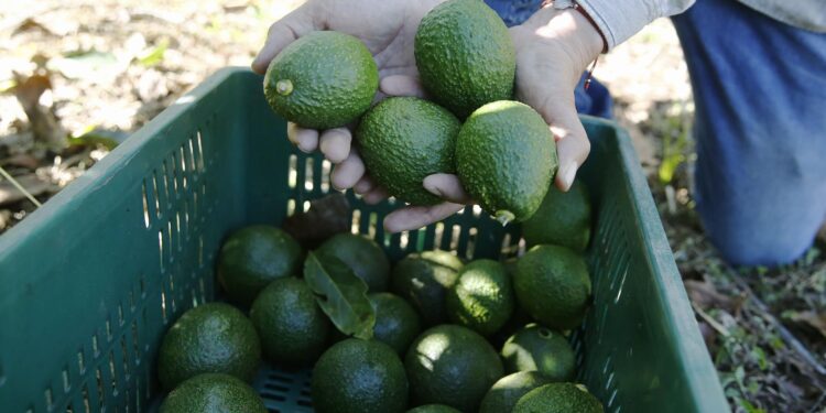 Fotografía de archivo en donde se ven aguacates Hass seleccionados. EFE/ Luis Eduardo Noriega A.