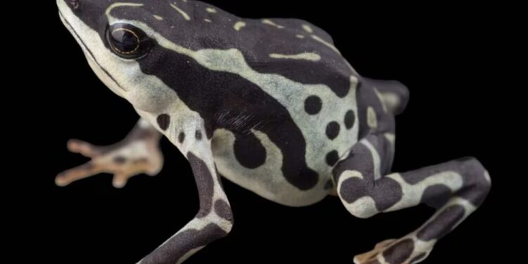 atelopus colomai