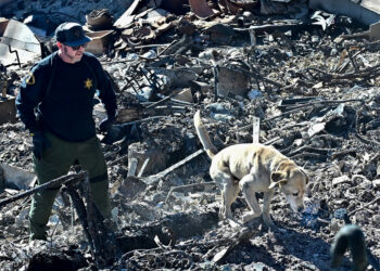 A cadaver dog, from the Los Angeles County Sheriff, sniffs through the rubble of beachfront properties destroyed by the Palisades Fire along Pacific Coast Highway in Malibu, California, on January 12, 2025. US officials warned "dangerous and strong" winds were set to push deadly wildfires further through Los Angeles residential areas January 12 as firefighters struggled to make progress against the flames. At least 24 people have been confirmed dead from blazes that have ripped through the city, reducing whole neighborhoods to ashes and leaving thousands without homes. (Photo by Frederic J. BROWN / AFP)