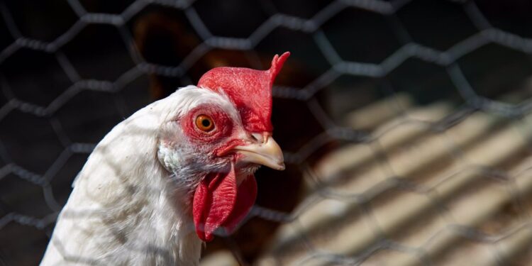 20/03/2024 Una gallina dentro de una casa, a 19 de marzo de 2024, en El Berrueco, Madrid (España). El municipio de El Berrueco se localiza a orillas del embalse de El Atazar en un entorno natural rodeado de piedras berroqueñas algunas de las cuales son prolongación de la cercana Sierra de La Cabrera. Esta localidad tiene una altitud de 925 metros y una extensión de 28,80 kilómetros, con una población de algo más de 800 habitantes. Desde el punto de vista físico destacamos la piedra granítica de todo su término municipal de dónde le viene a El Berrueco su importante y ancestral tradición cantera.
SALUD 
Rafael Bastante - Europa Press